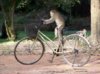 bike chimp.jpg